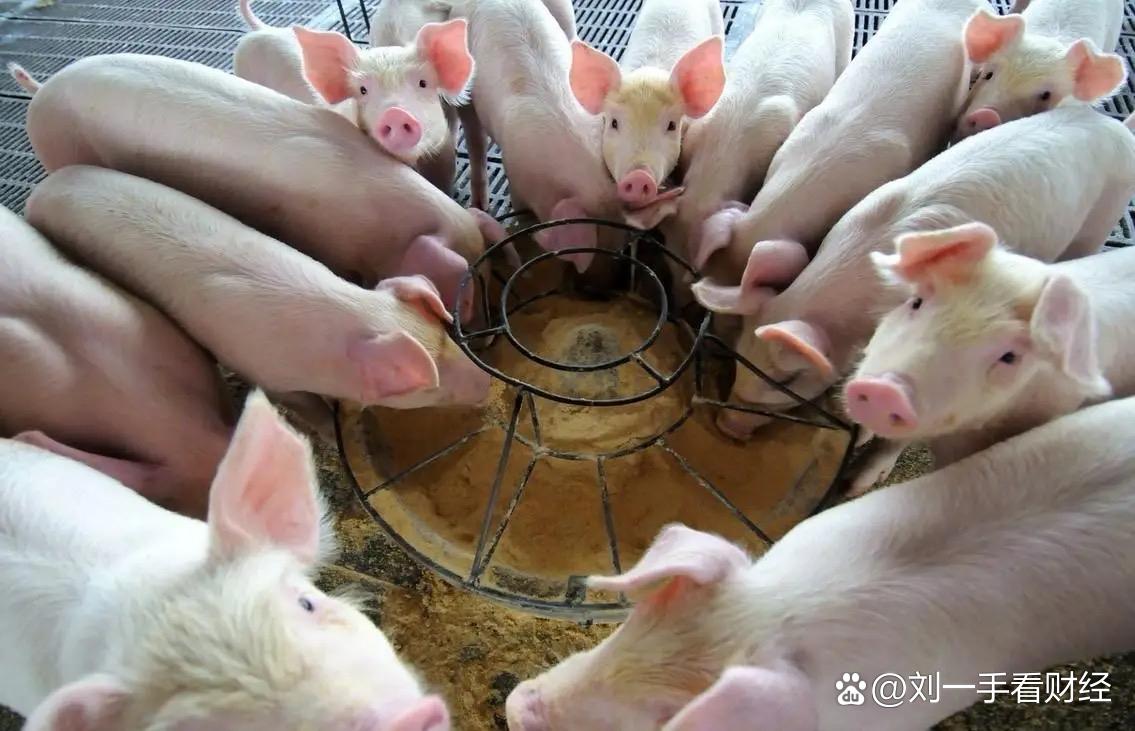 60后夫妻回乡养猪，成为河南首富，传牧原股份将赴港二次上市