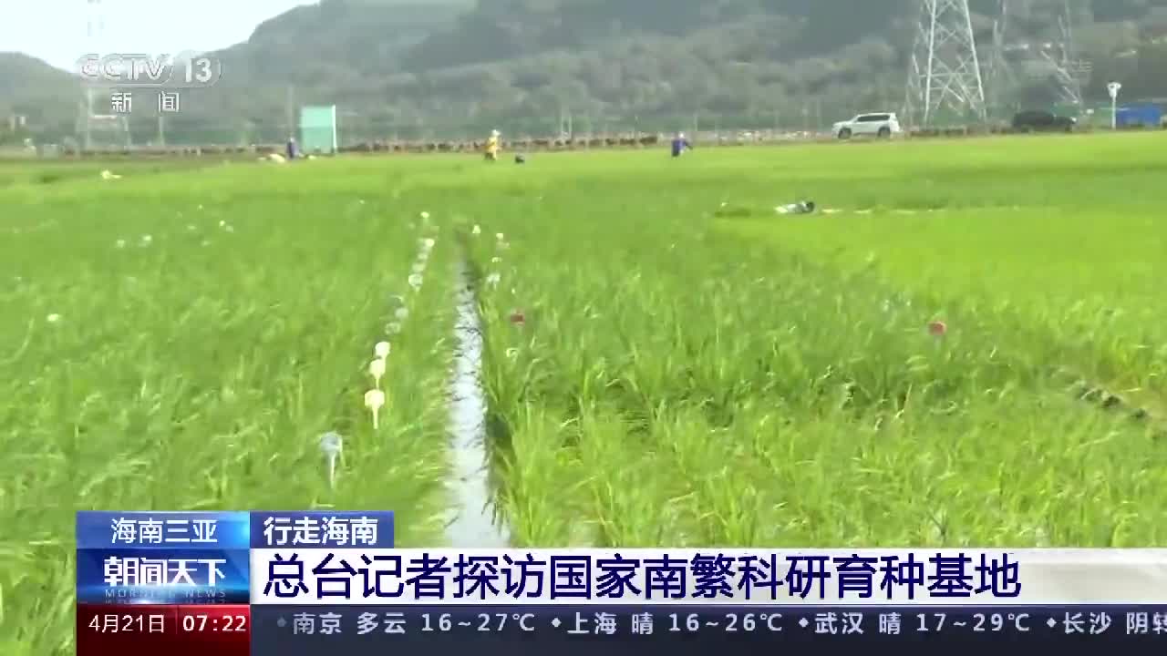 德康农牧(02419.HK)育种:践行种业振兴行动——以科技为犁,深耕生猪种业的“金色田野”