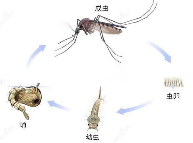 鲁抗医药：苏云金杆菌可针对蚊子幼虫孑孓进行灭杀