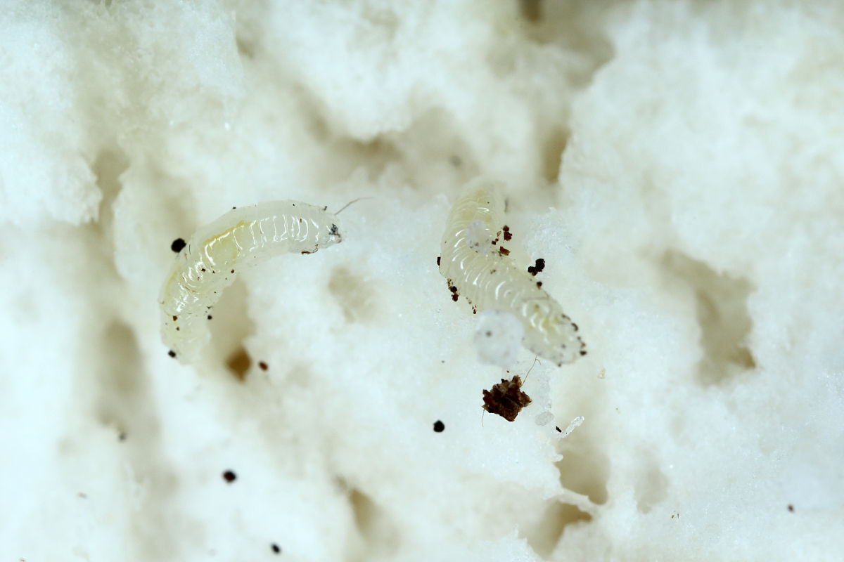 鲁抗医药：苏云金杆菌可针对蚊子幼虫孑孓进行灭杀