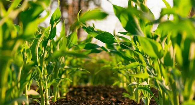 基础化工行业周报:科迪华拟分拆种业和植保公司,英力士关停欧洲PO/PG装置