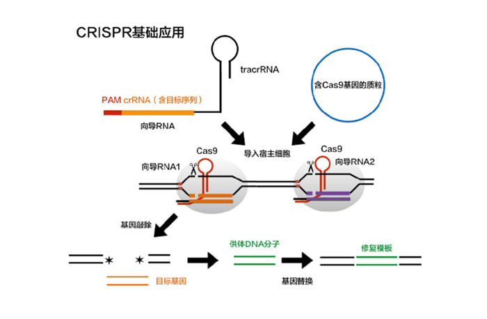 洁特生物（688026）新增【基因编辑】概念