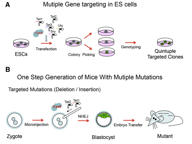和元生物（688238）新增【基因编辑】概念