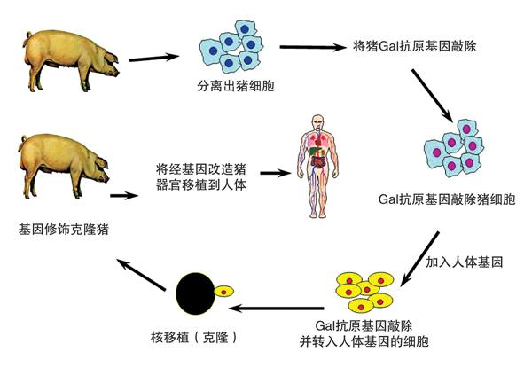 药康生物（688046）新增【基因编辑】概念