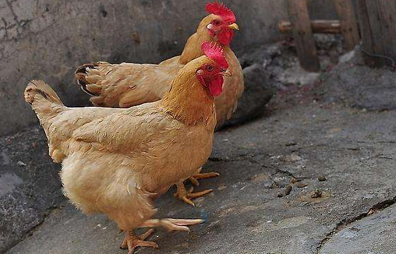 天农集团港股IPO,为广东第二大黄羽鸡企业,业绩波动较大