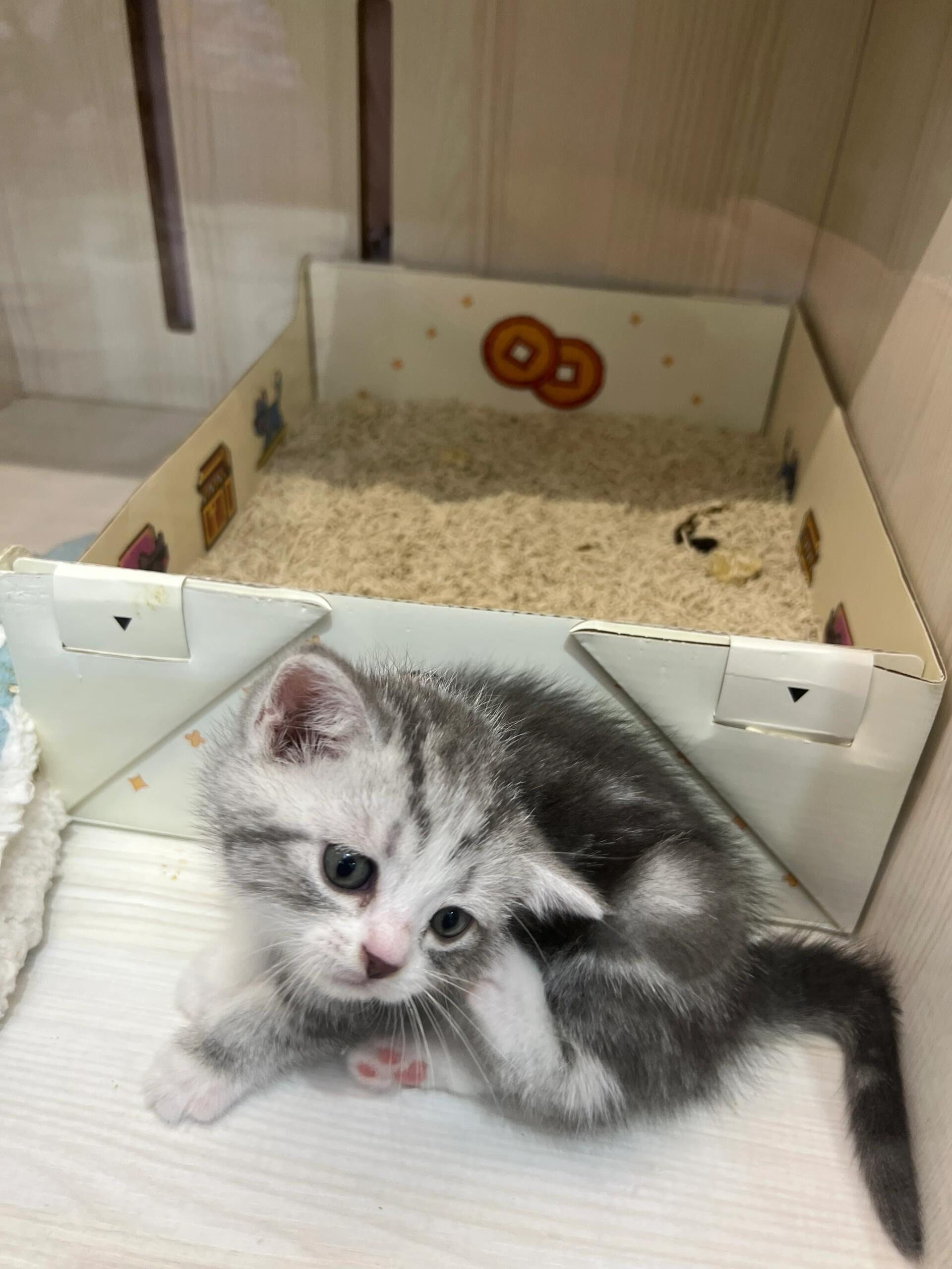 小伙教人缝宠物服装月入5万，国内宠物服装相关企业趋近2000家